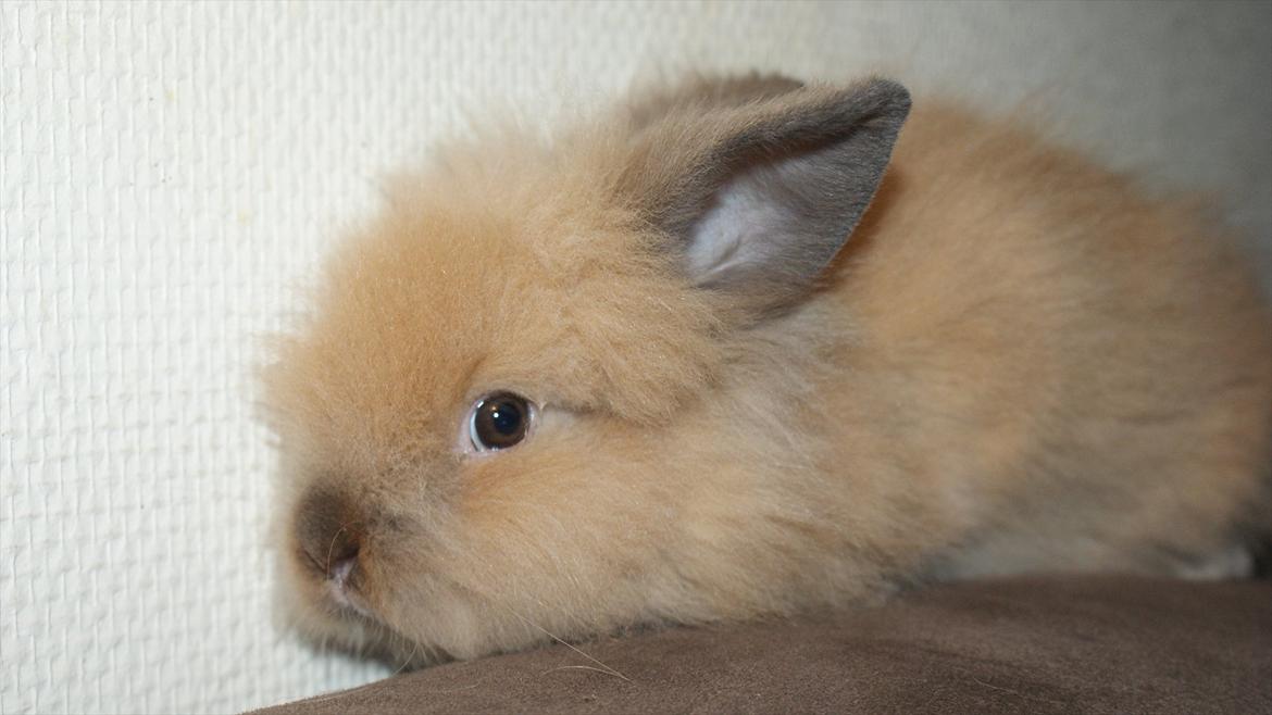Kanin Angel billede 12