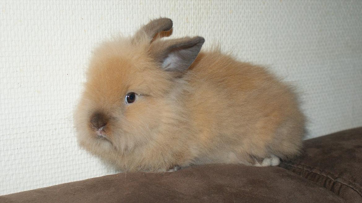 Kanin Angel billede 13