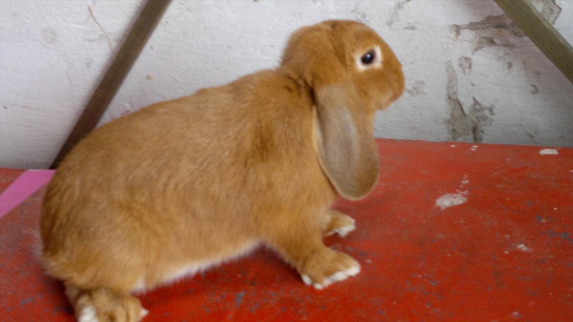 Kanin Engbo´s Lena billede 1