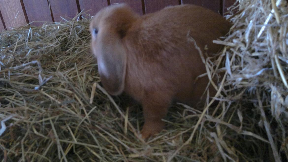 Kanin Engbo´s Lena billede 3