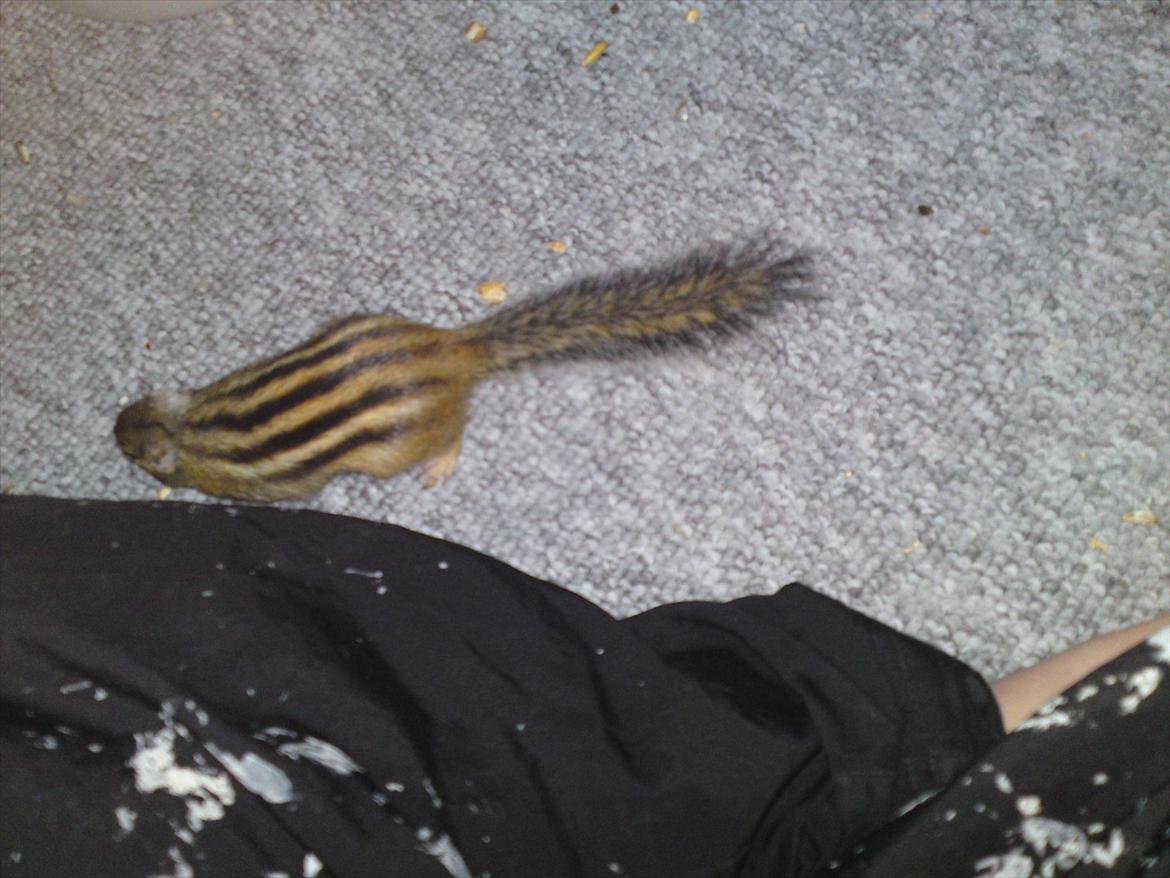 Jordegern Alvin billede 1