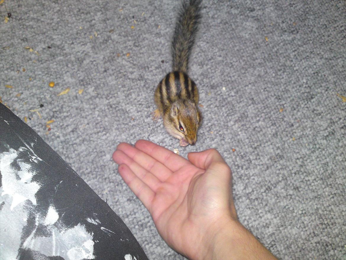 Jordegern Alvin billede 2