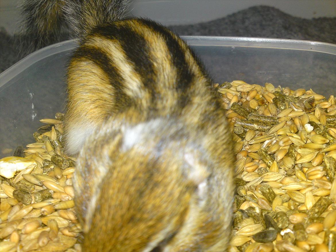 Jordegern Alvin billede 3