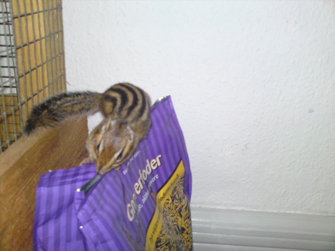 Jordegern Alvin billede 4