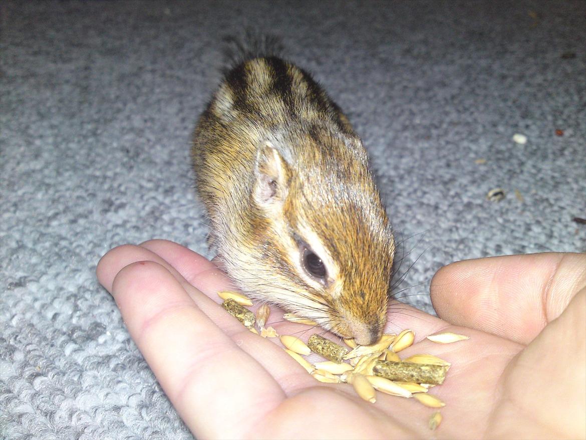 Jordegern Alvin billede 5