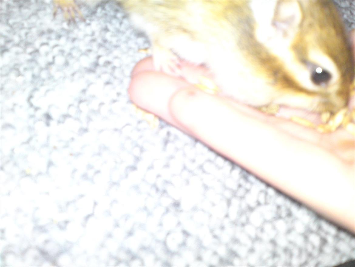 Jordegern Alvin billede 6