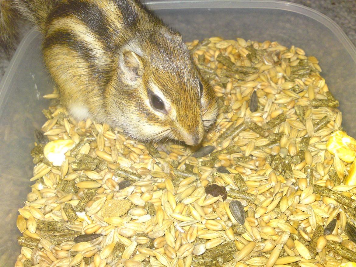 Jordegern Alvin billede 7