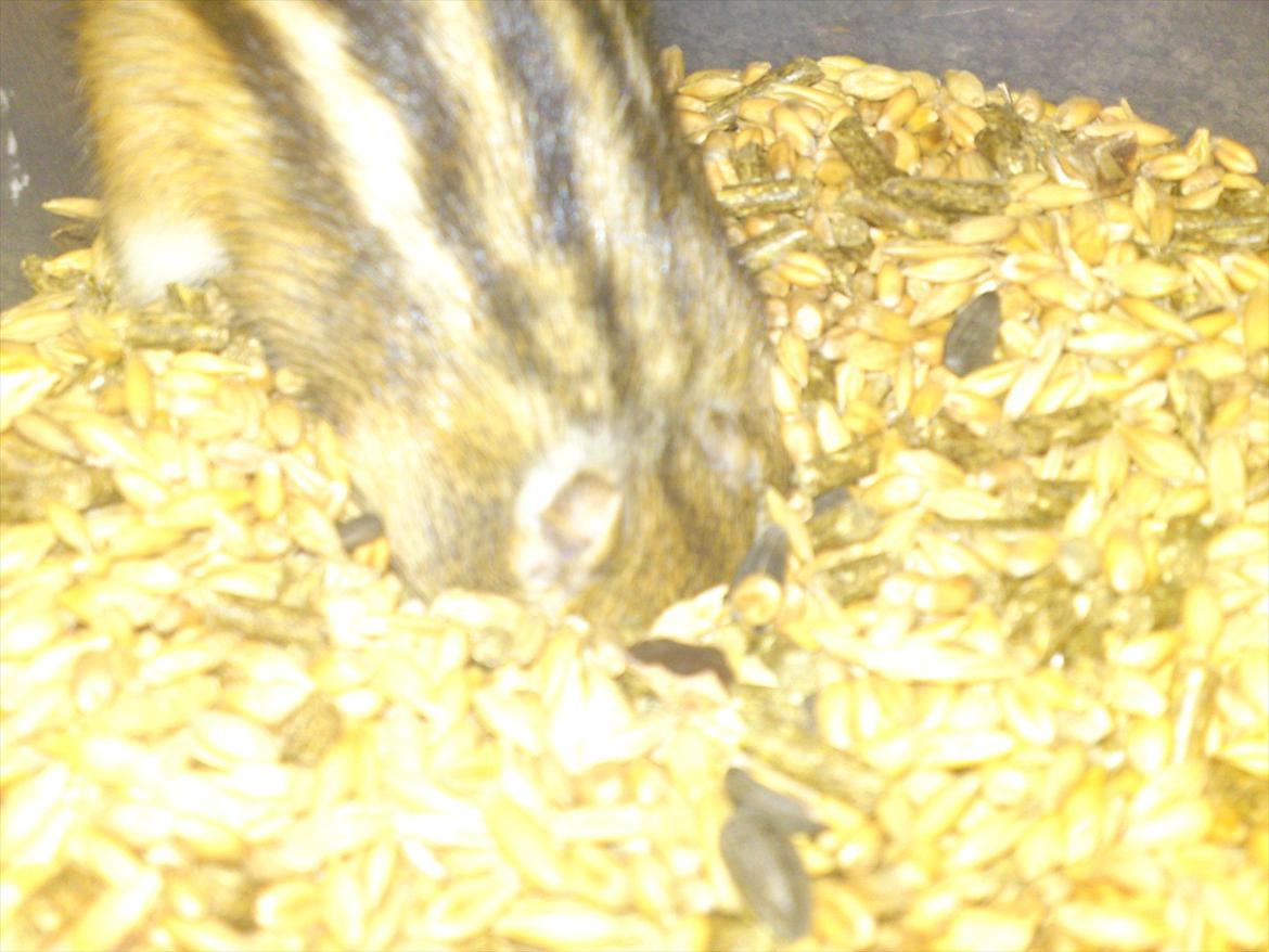 Jordegern Alvin billede 8