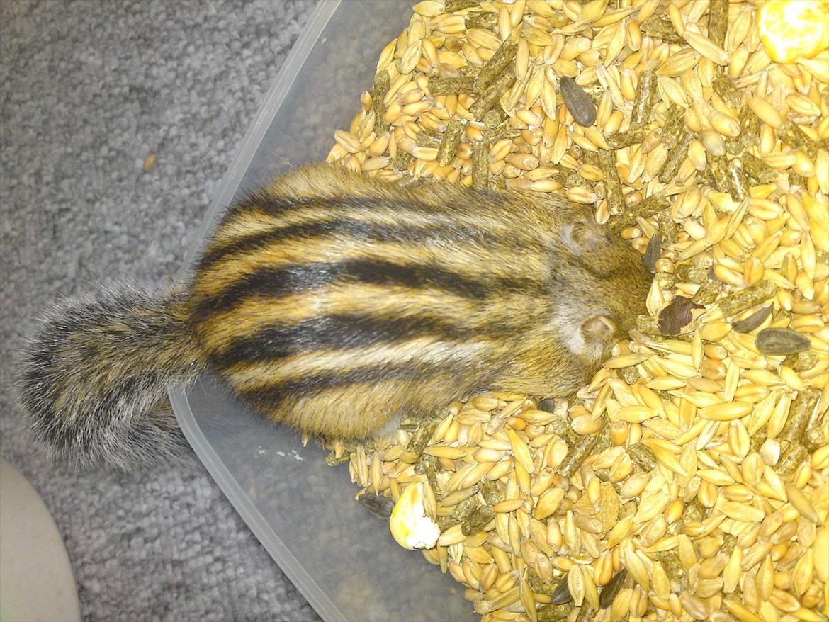 Jordegern Alvin billede 9