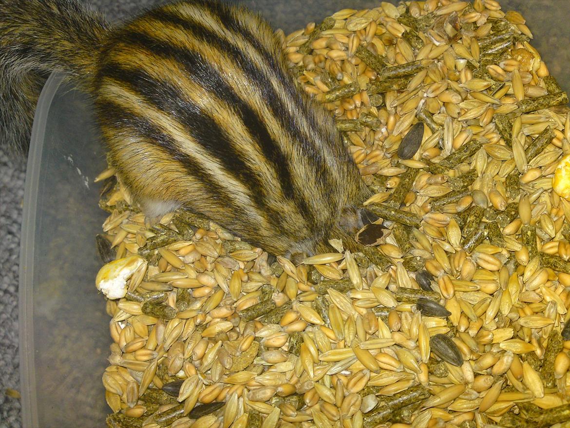 Jordegern Alvin billede 10