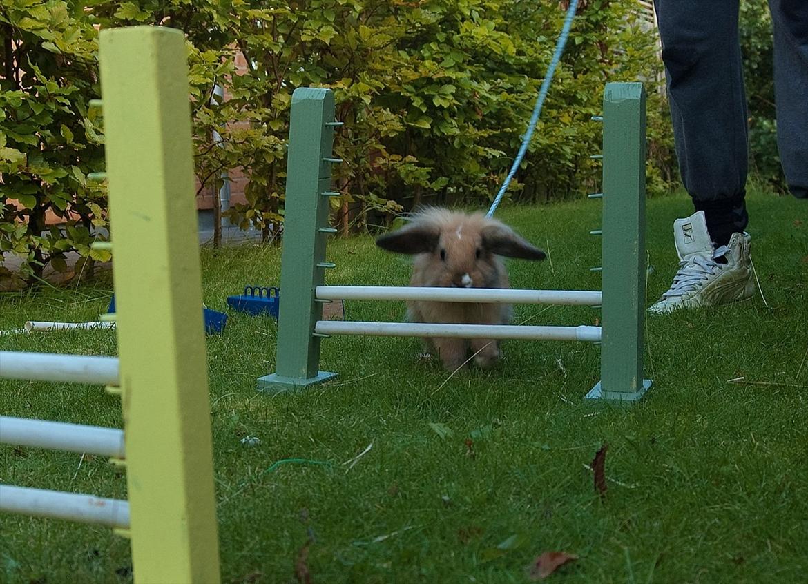 Kanin UniKin Fanando Grenade R.I.P - Min lille Dumbo! :D<3
Velkommen til fanandos profil! :D

billeder her er lagt ind så de nyeste af ham ligger forest! :D billede 1