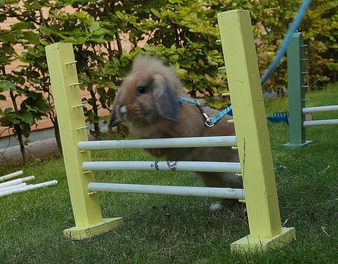 Kanin UniKin Fanando Grenade R.I.P - Min dygtige dreng! :D billede 3