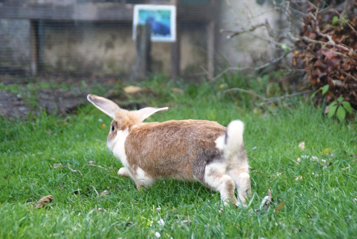 Kanin | Ziggy's Ronja R.I.P. - "Så smutter jeg igen" :) billede 20