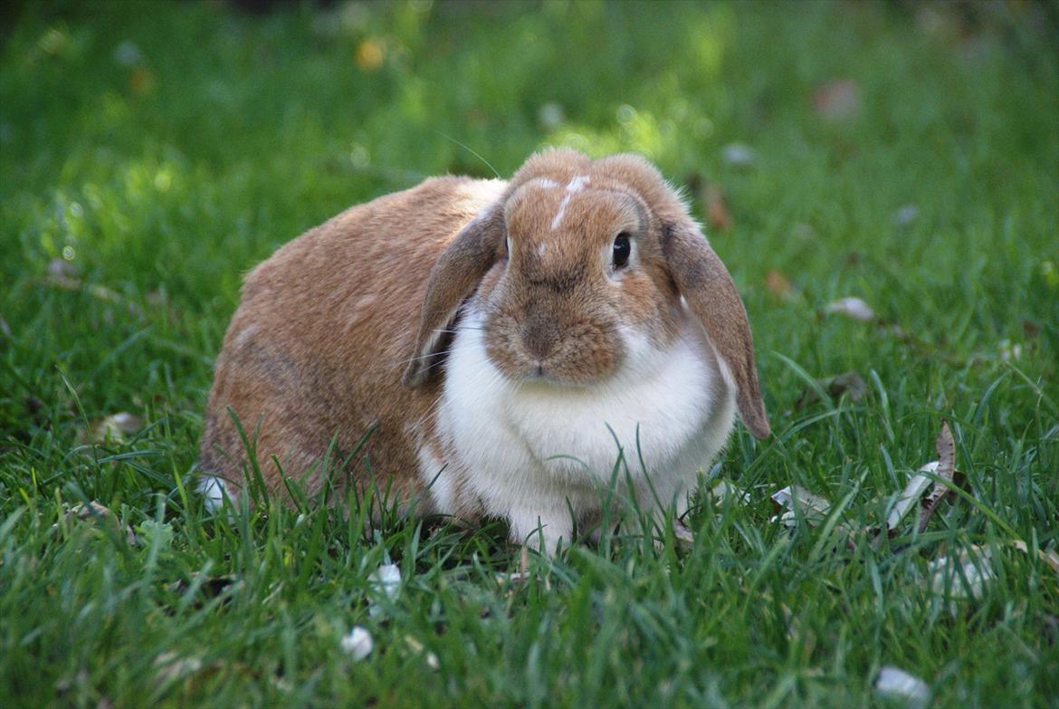 Kanin | Ziggy's Ronja R.I.P. - Ronja en dejlig efterårsdag 2011 billede 19