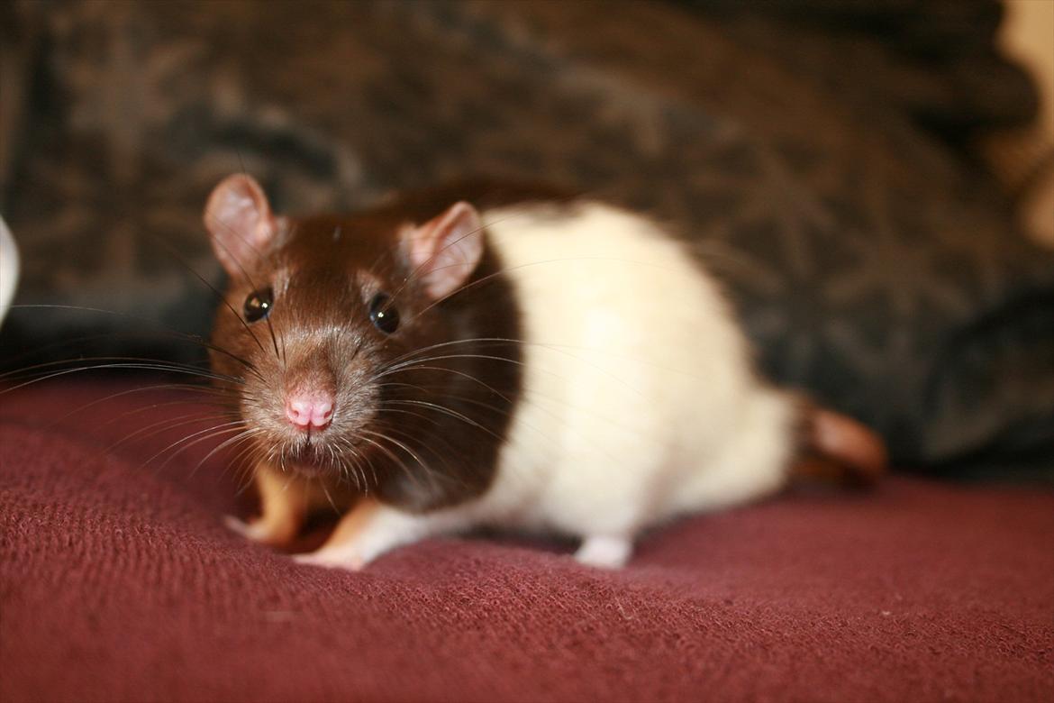 Tamrotte Eigil - Hvad satan har hun gang i.. billede 1