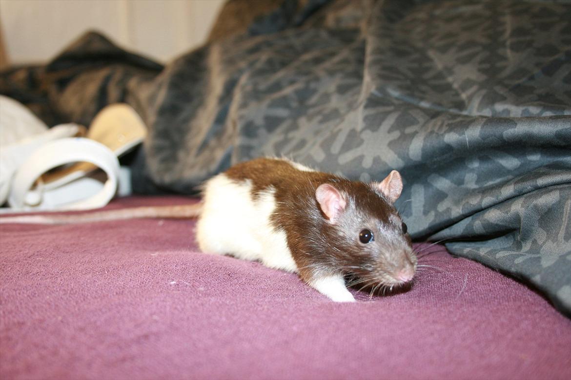 Tamrotte Eigil - Eigil på farten.. Lidt nysgerrig. billede 2