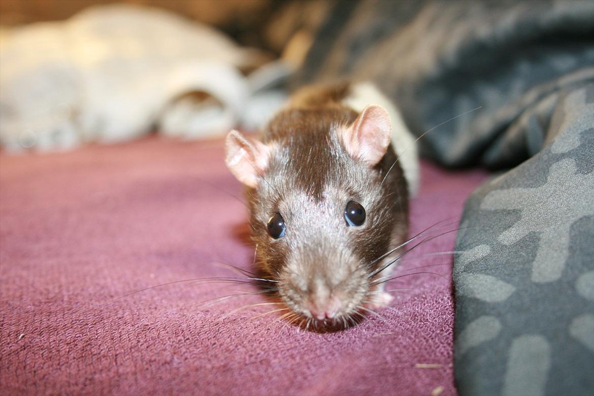 Tamrotte Eigil billede 3