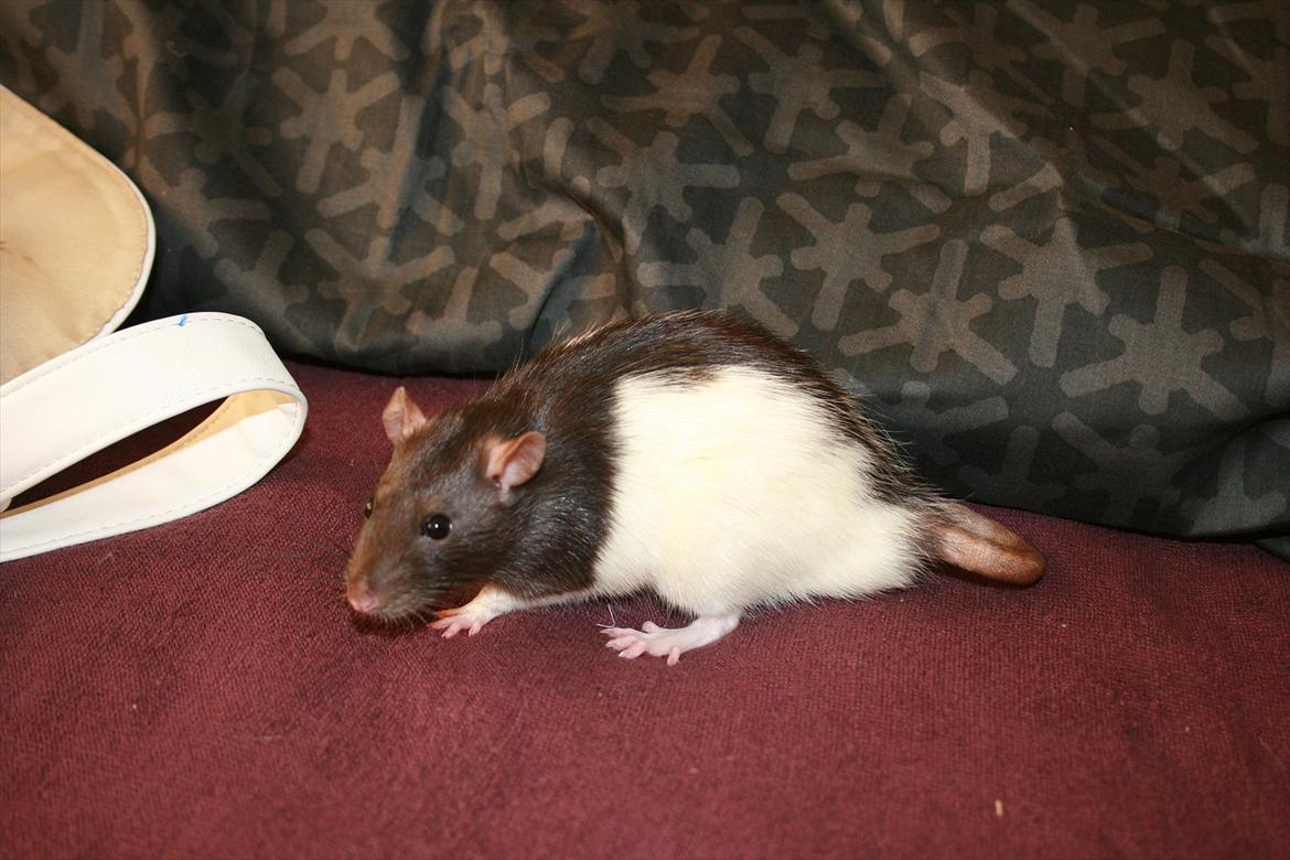 Tamrotte Eigil billede 4