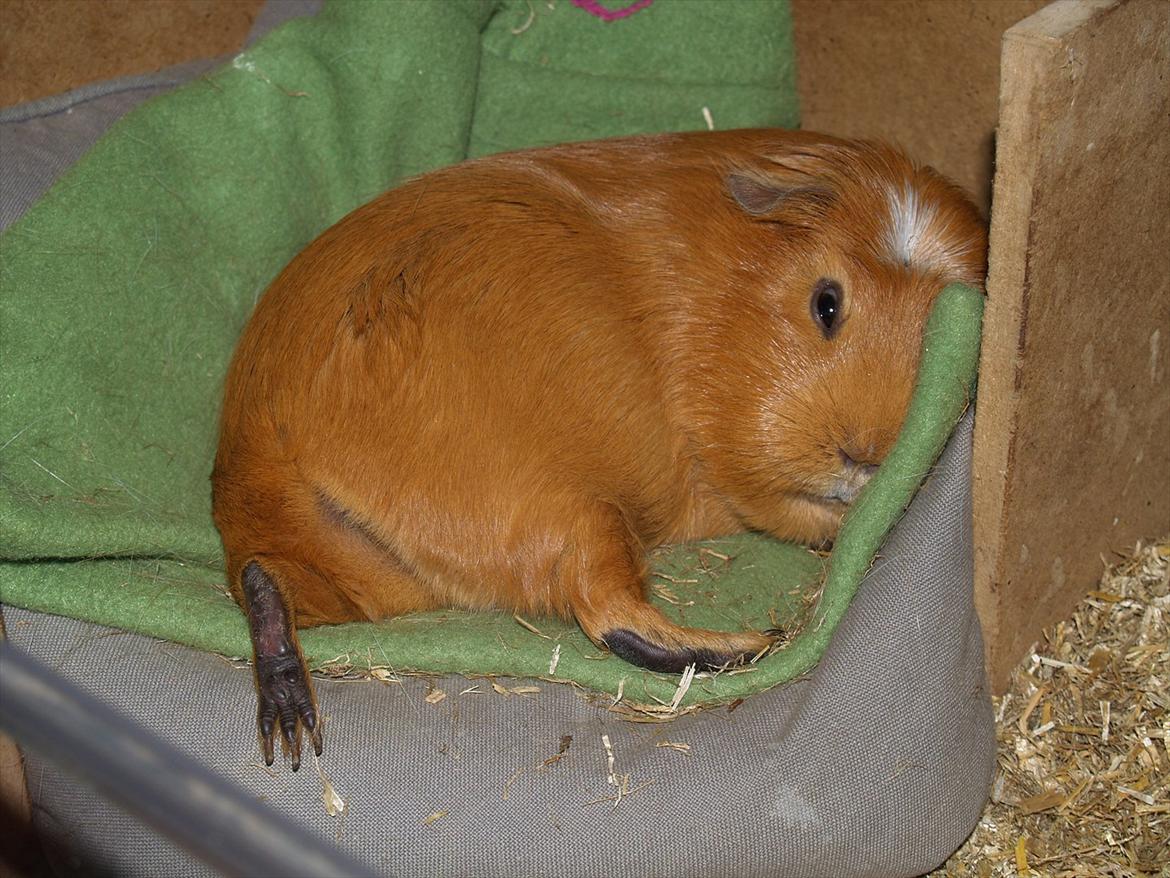 Marsvin Didi billede 2