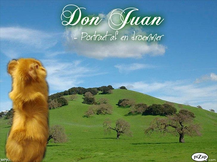 Marsvin Don Juan Von Holt / Satin hvirvel billede 16
