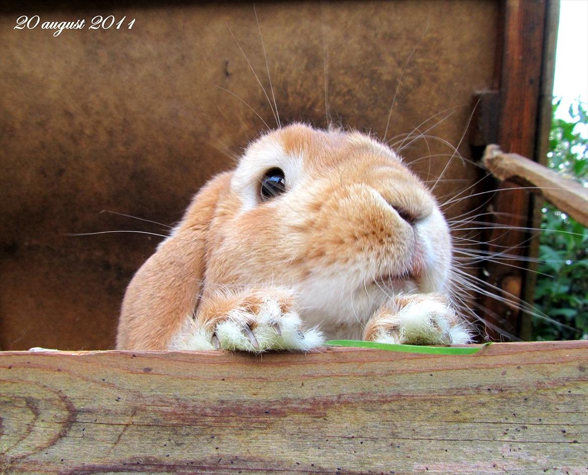 Kanin † Hidalgo † - Nu far <3  billede 1