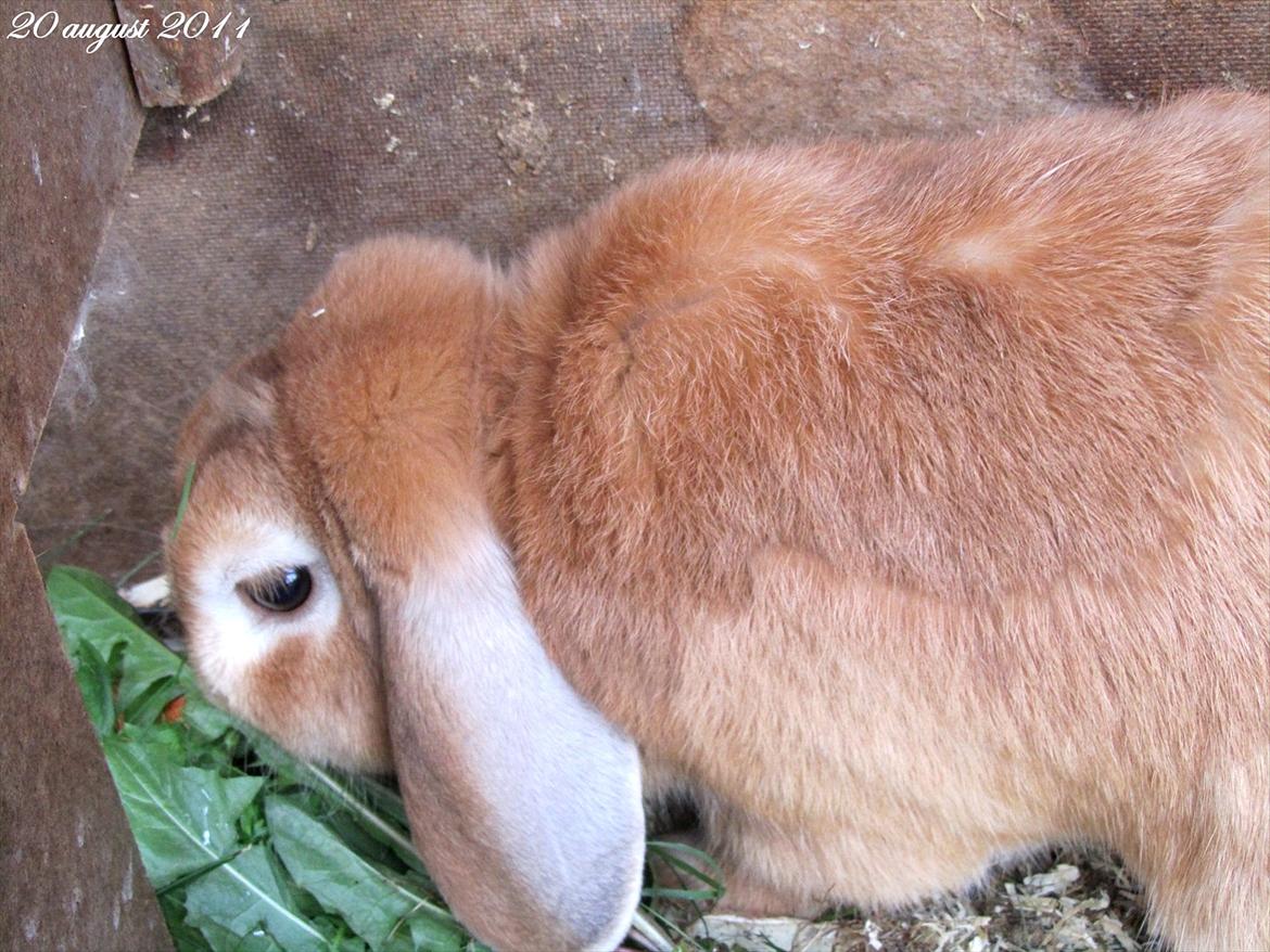 Kanin † Hidalgo † - Nu far <3  billede 13