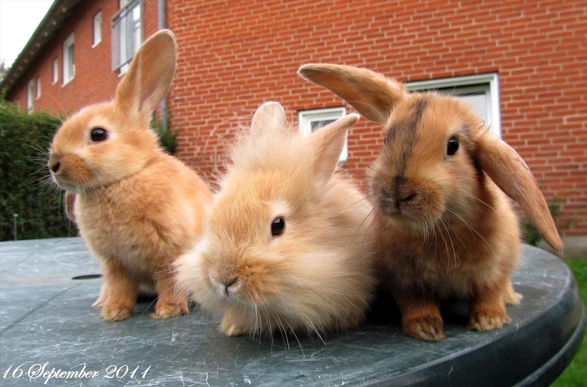 Kanin † Hidalgo † - Nu far <3  - 3 små smukke babyer som han er far til :) De kan også ses på min profil alle 3 :) billede 14