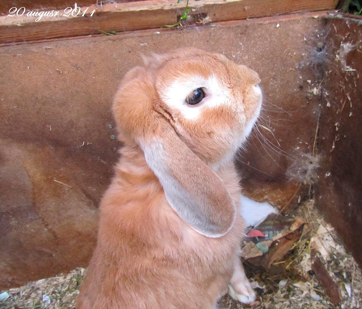 Kanin † Hidalgo † - Nu far <3  billede 11