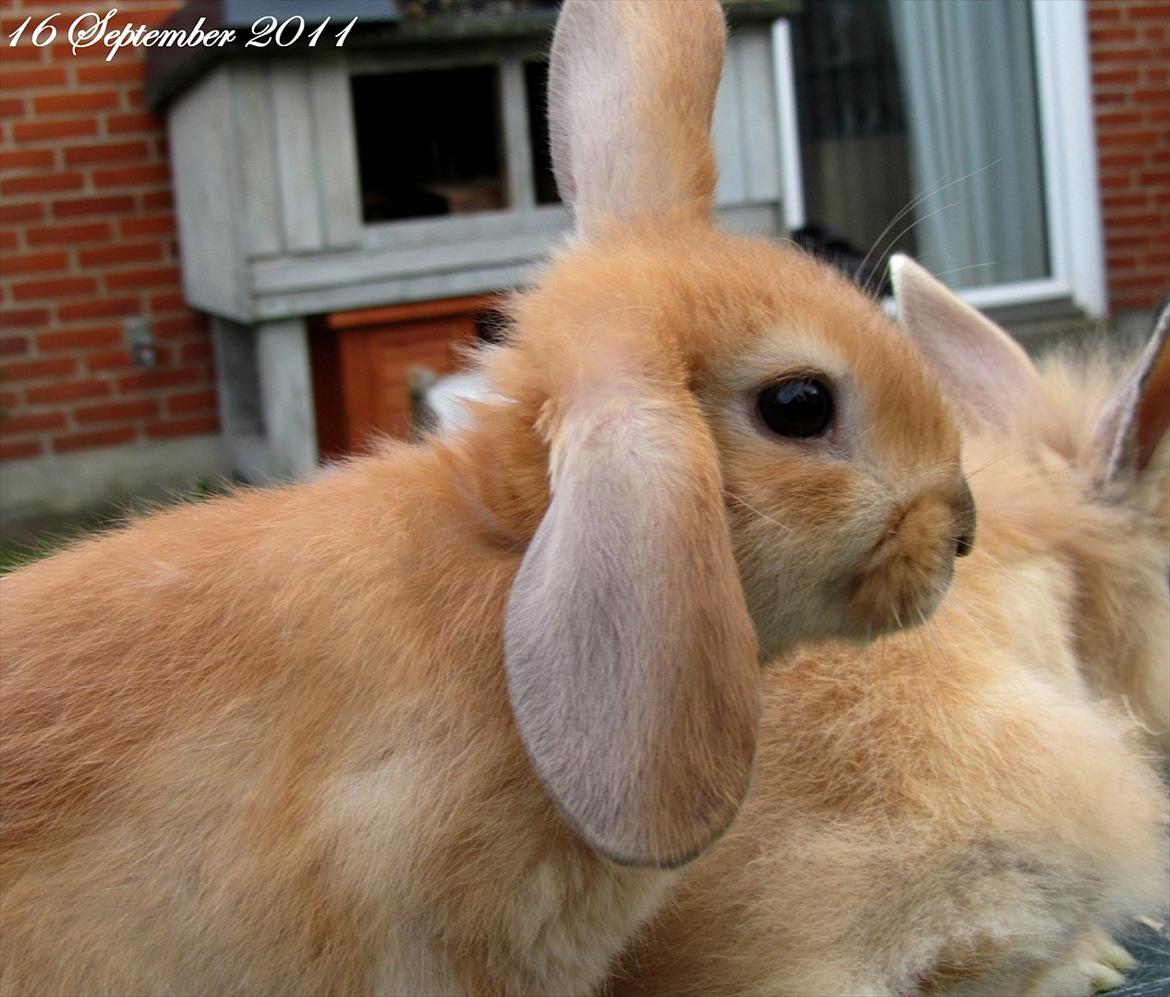 Kanin Unavngivet - Puttetrolden <3 *SOLGT* billede 14