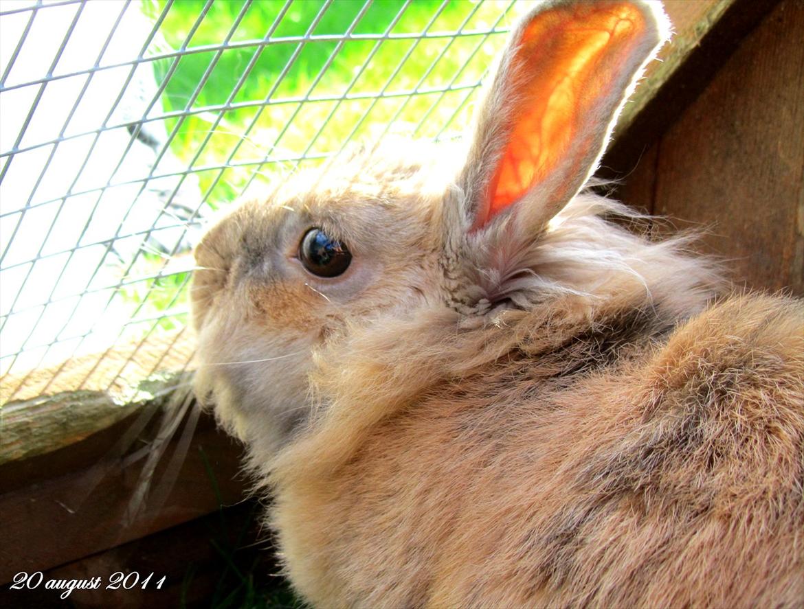 Kanin Unavngivet - Puttetrolden <3 *SOLGT* - Mor :) billede 19