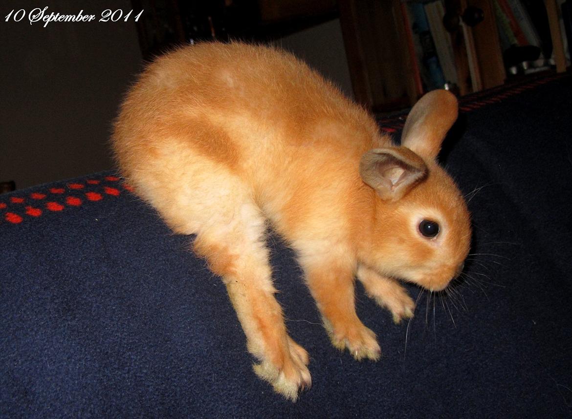 Kanin Unavngivet - Puttetrolden <3 *SOLGT* billede 15