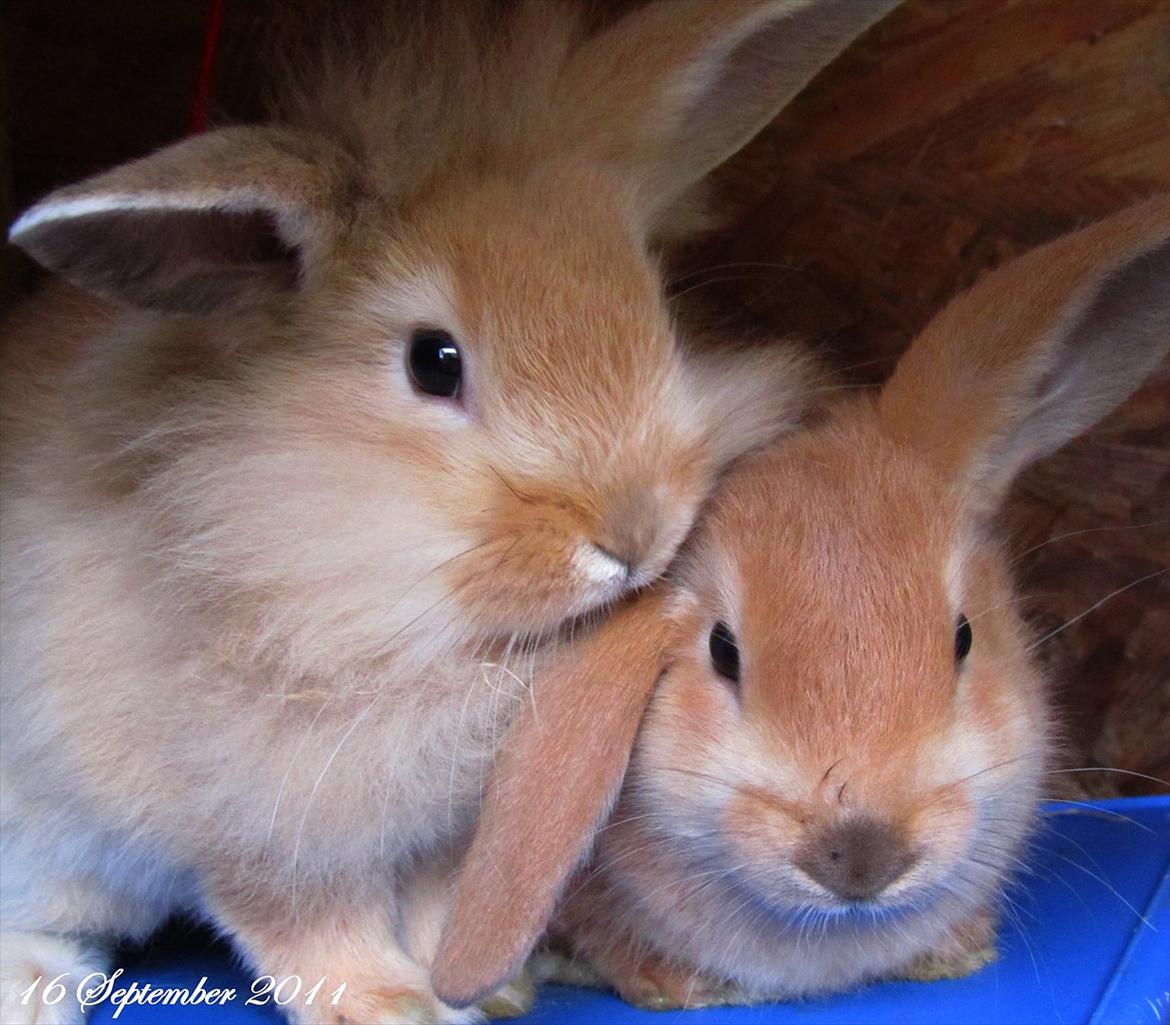 Kanin Unavngivet - Puttetrolden <3 *SOLGT* billede 16