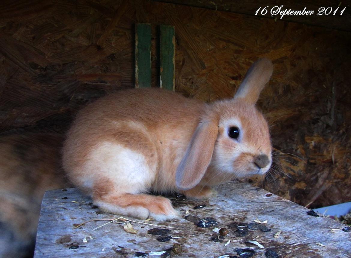 Kanin Unavngivet - Puttetrolden <3 *SOLGT* billede 17