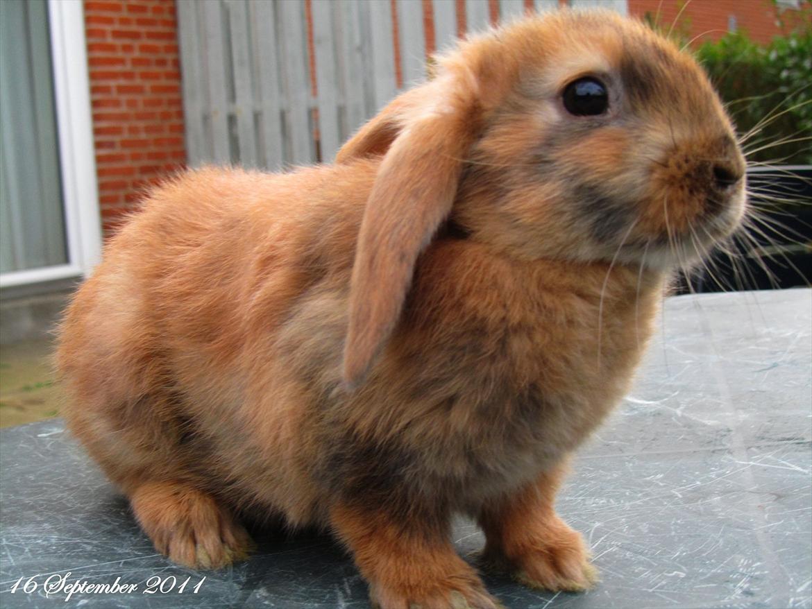 Kanin Batgirl billede 8