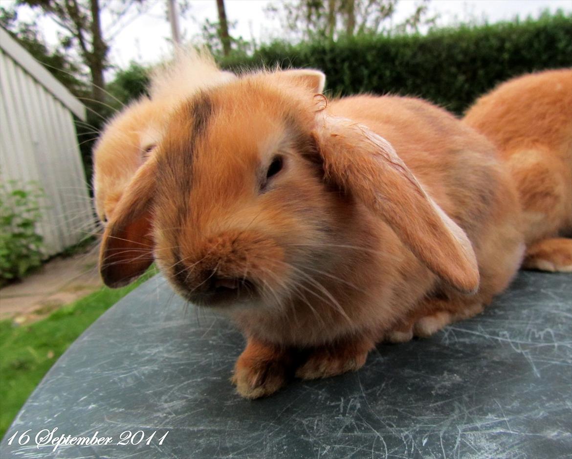 Kanin Batgirl billede 10