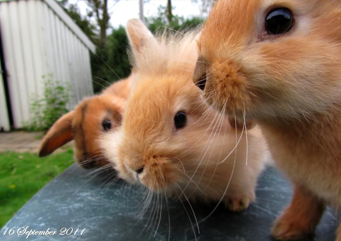 Kanin Gizmo - Slikke fidusern <3 billede 14