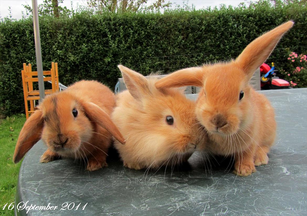 Kanin Gizmo - Slikke fidusern <3 billede 15