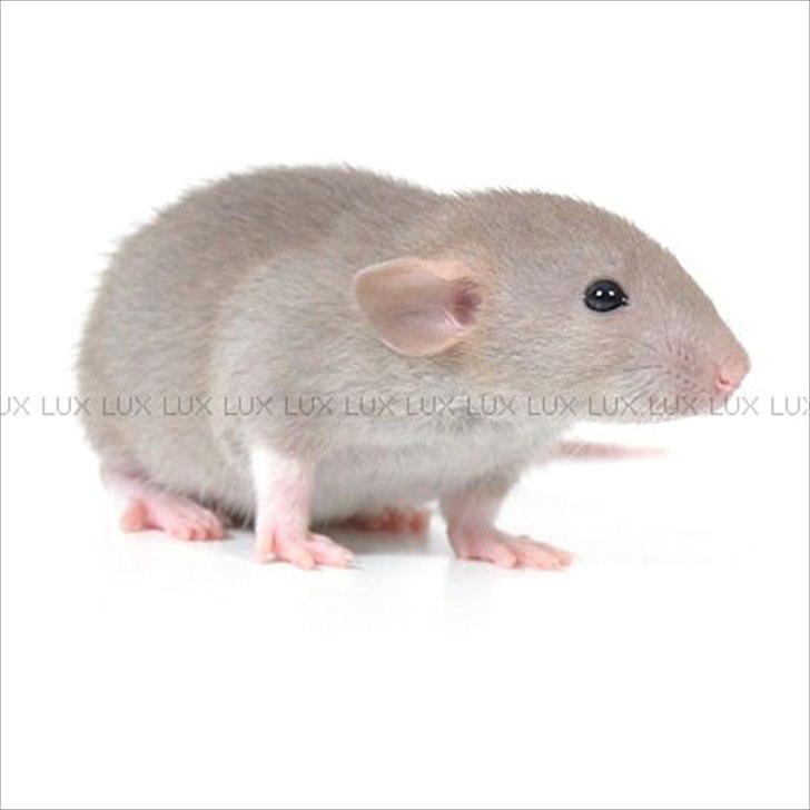 Tamrotte *Lux Soulstealer (Sjælestjæler)* - 10 september 2011, 4 uger gammel... billede 14