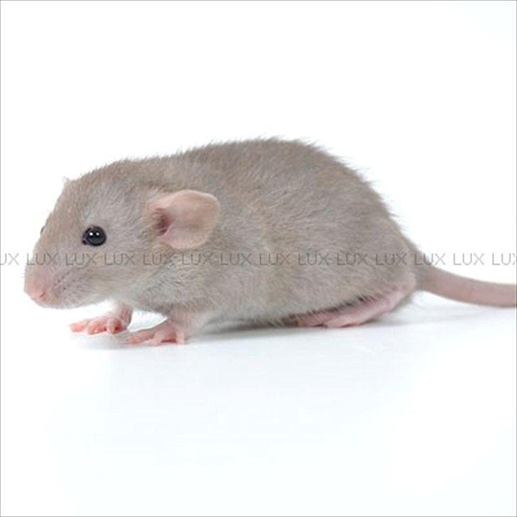 Tamrotte *Lux Soulstealer (Sjælestjæler)* - 10 september 2011, 4 uger gammel... billede 15