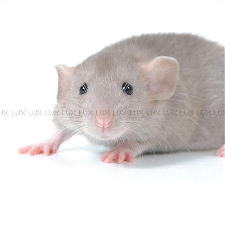 Tamrotte *Lux Soulstealer (Sjælestjæler)* - 10 september 2011, 4 uger gammel... billede 16