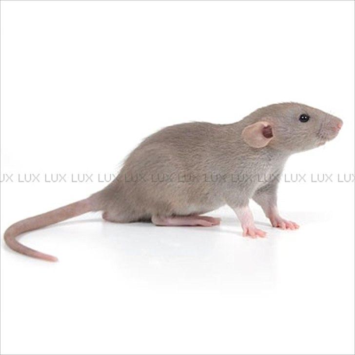 Tamrotte *Lux Soulstealer (Sjælestjæler)* - 17 september 2011, 5 uger gammel... billede 18