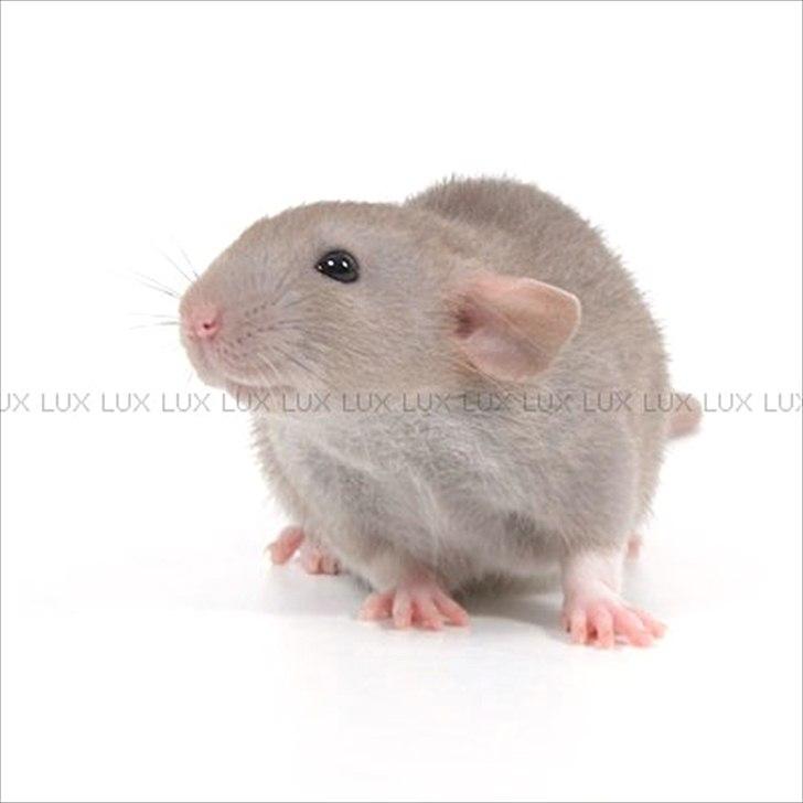 Tamrotte *Lux Soulstealer (Sjælestjæler)* - 17 september 2011, 5 uger gammel... billede 19