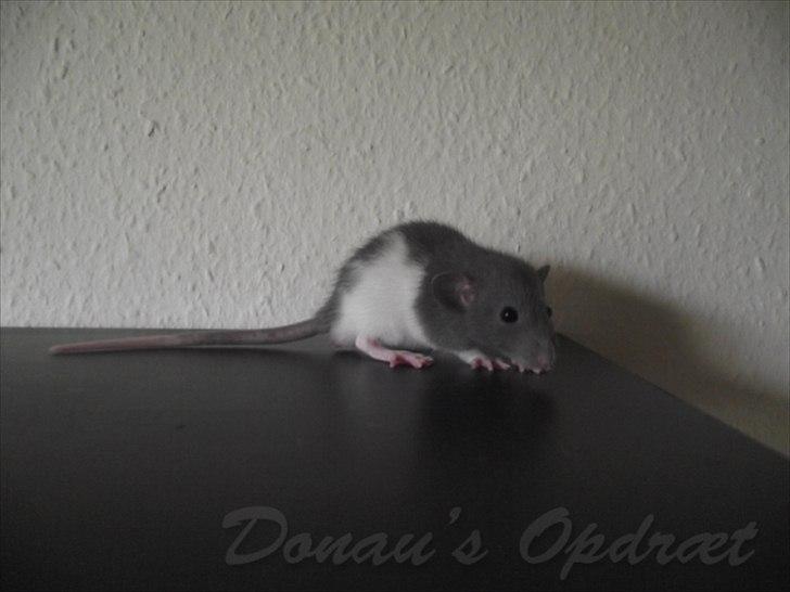 Tamrotte *Donau´s A Miracle Of Ice* - 4 september 2011, 4 uger gammel... billede 12