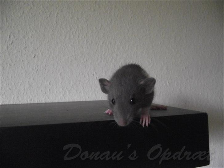 Tamrotte *Donau´s A Miracle Of Ice* - 4 september 2011, 4 uger gammel... billede 13