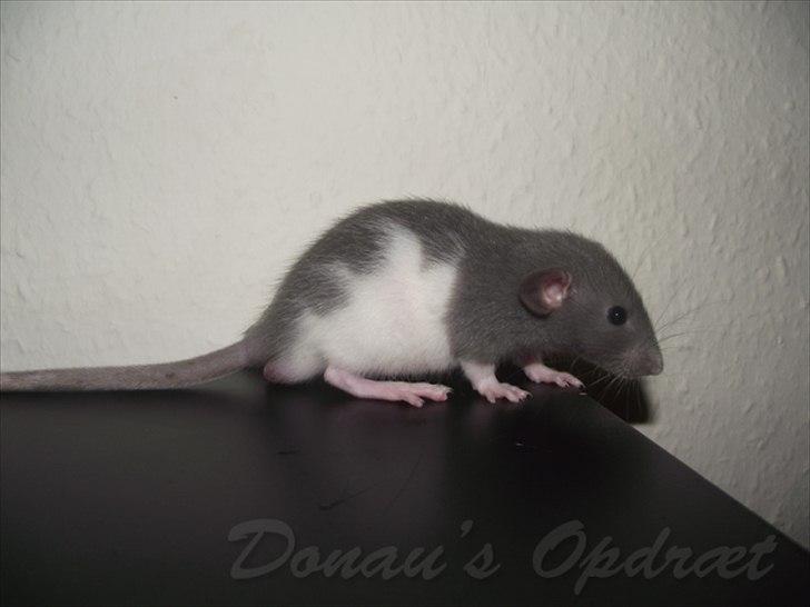 Tamrotte *Donau´s A Miracle Of Ice* - 11 september 2011, 5 uger gammel... billede 14