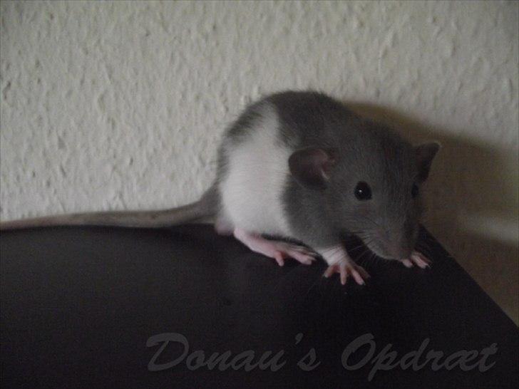 Tamrotte *Donau´s A Miracle Of Ice* - 11 september 2011, 5 uger gammel... billede 15