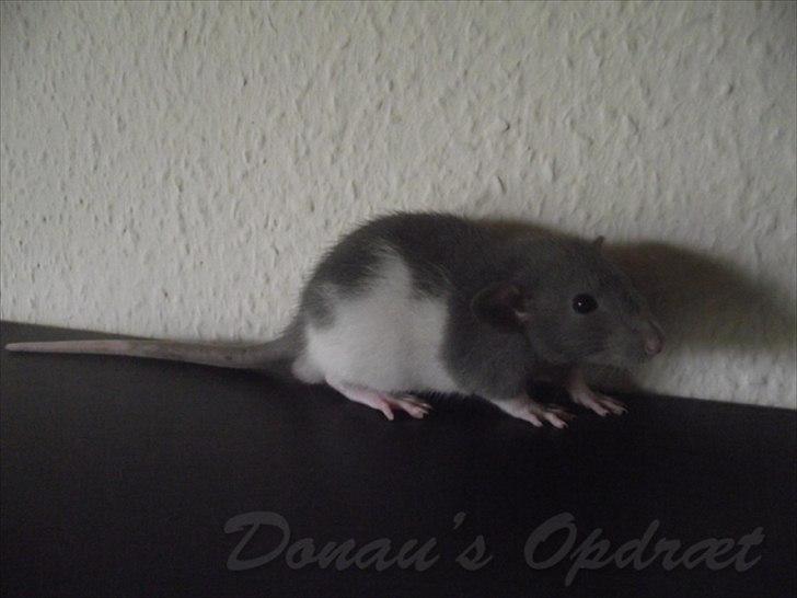 Tamrotte *Donau´s A Miracle Of Ice* - 11 september 2011, 5 uger gammel... billede 16