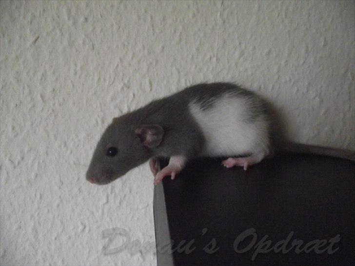 Tamrotte *Donau´s A Miracle Of Ice* - 11 september 2011, 5 uger gammel... billede 17