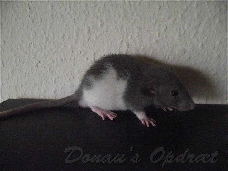 Tamrotte *Donau´s A Miracle Of Ice* - 11 september 2011, 5 uger gammel... billede 18