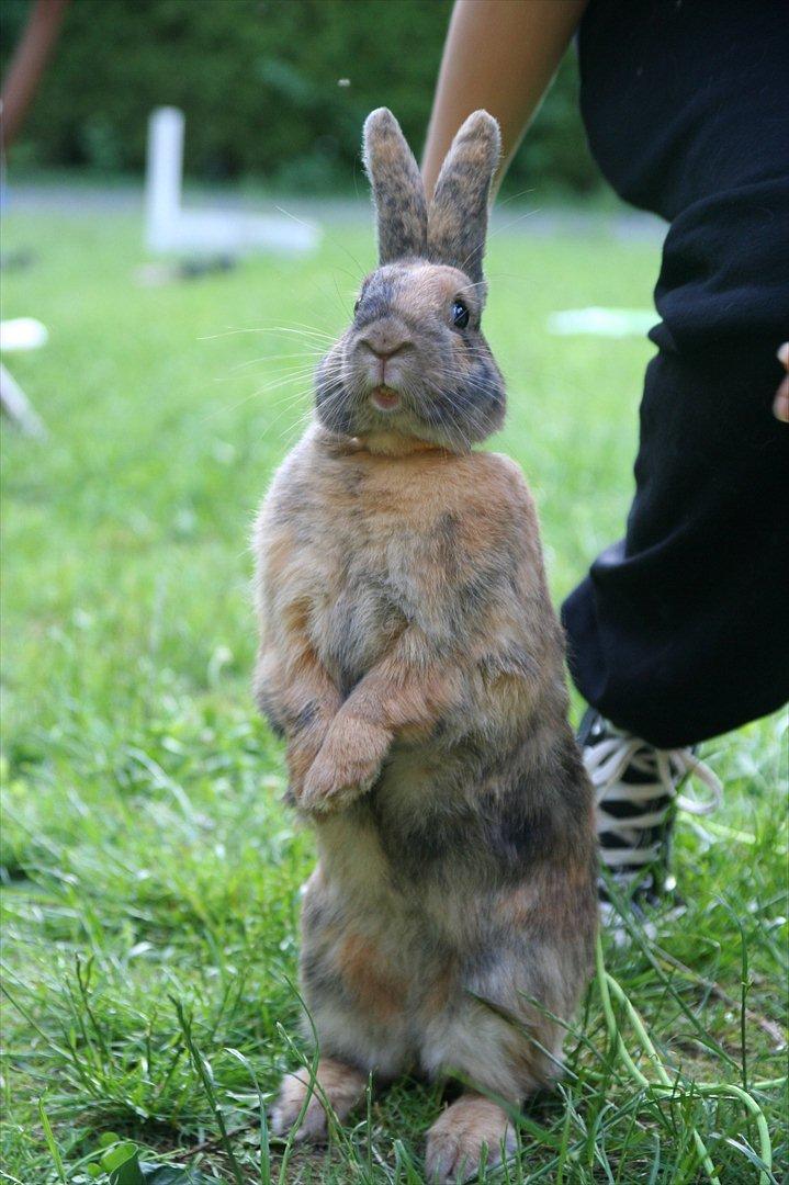 Kanin MaPos Little Beauty Sunshine - Foto: Isabella Rahbek billede 5